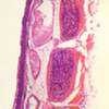 Lame microscopique préparée, organes et systèmes, Trachée, c.l. (3)