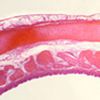 Lame microscopique préparée, organes et systèmes, Trachée, c.