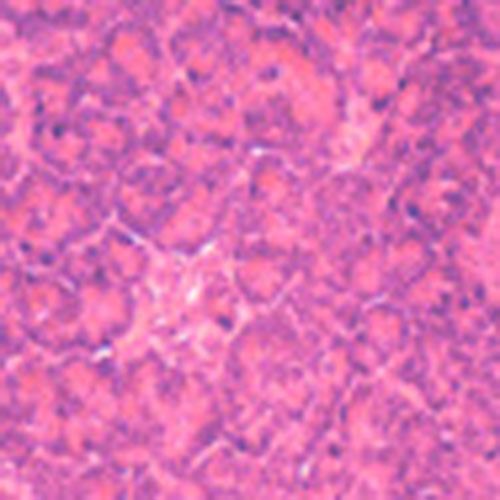 Lame microscopique préparée, Pancréas, c.