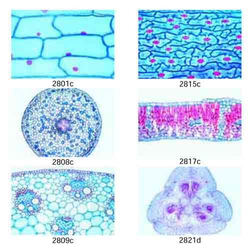 Lame microscopique préparée, Phanérogames