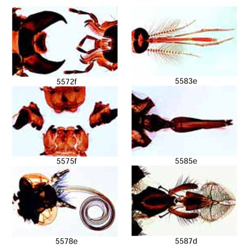 Lame microscopique préparée, pièces buccales d'insectes