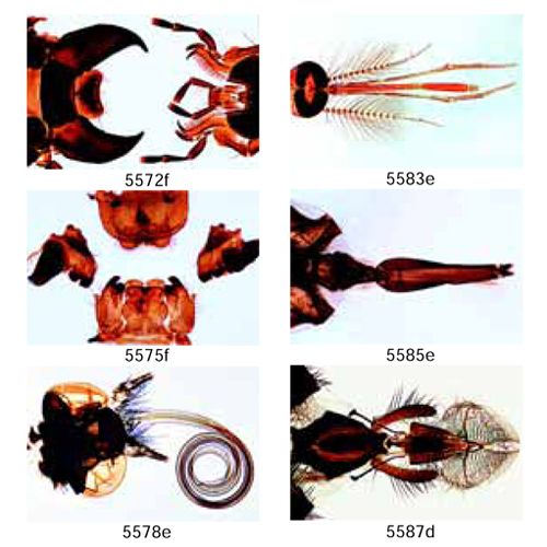 Lame microscopique préparée, pièces buccales d'insectes - Materiel pour  Laboratoire