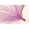 Lame microscopique préparée, Plume d'oiseau, s.e.