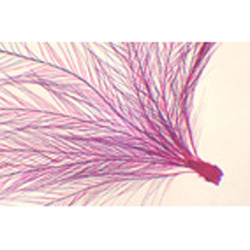 Lame microscopique préparée, Plume d'oiseau, s.e.