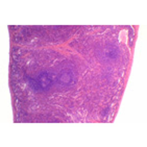 Lame microscopique préparée, Rate, c.