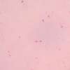 Lame microscopique préparée, système reproductif et embryonnaire, Frottis de sperme humain (5)