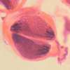 Lame microscopique préparée, tissue angiosperme, Meiose, anthère de lis, c.t.  (6)