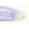 Lame microscopique préparée, tissue angiosperme, Mitose, bout de racine d'oignon, c.l.