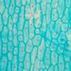 Lame microscopique préparée, tissue angiosperme, Stomates d'oignon, s.e.