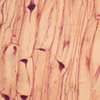 Lame microscopique préparée, tissue angiosperme, Tige avec tubes criblés, c.l.  (2)
