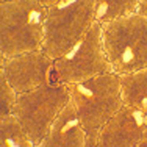 Lame microscopique préparée, tissue basique, Épithélium simple squameux, s.e.  (1)