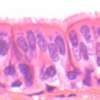 Lame microscopique préparée, tissue basique, Épithélium cilié, c.