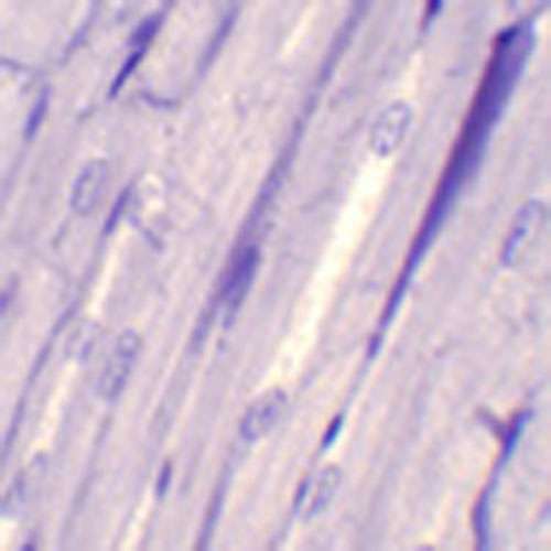 Lame microscopique préparée, tissue basique, muscle cardiaque