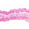 Lame microscopique préparée, Vessie urinaire, c.