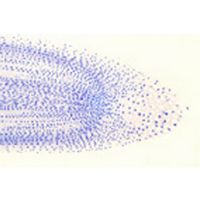 Lames microscopiques préparées, végétal