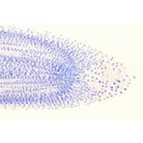 Lames microscopique préparées, végétal
