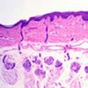 Lames microscopiques préparées histologie humaine