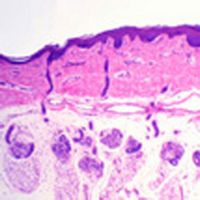 Lames microscopiques préparées, histologie humaine
