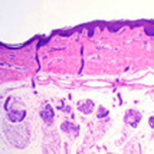 Lames microscopiques préparées histologie humaine