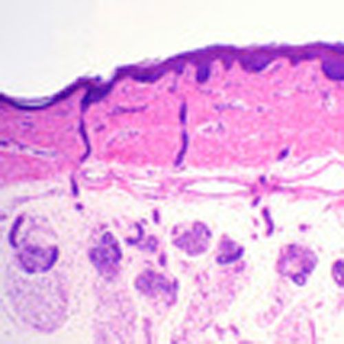 Lames microscopiques préparées, histologie humaine - Materiel pour  Laboratoire