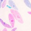 Lames microscopiques préparées, Zoologie