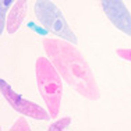 Lames microscopiques préparées, Zoologie