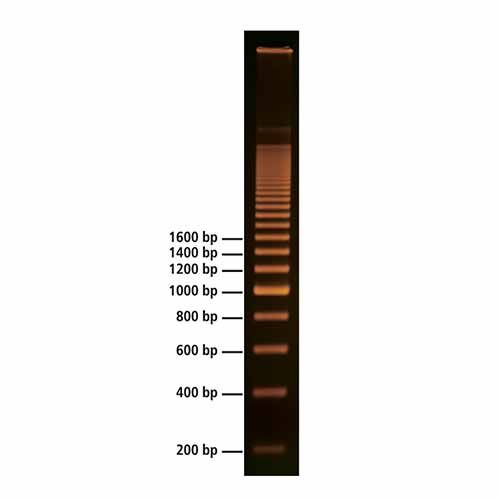 Marqueur ADN 200 pb