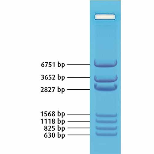 Marqueur standard ADN 6751, 3652, 2827, 1568, 1118, 825, 630 pb