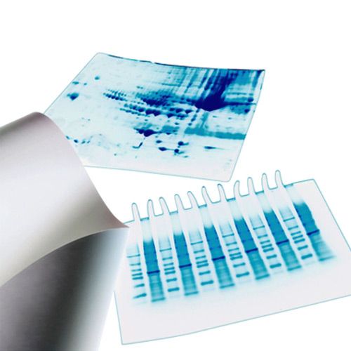 Membrane de transfert hydrophobe Immbilon-P PVDF pour le transfert Western blot, MILLIPORE®