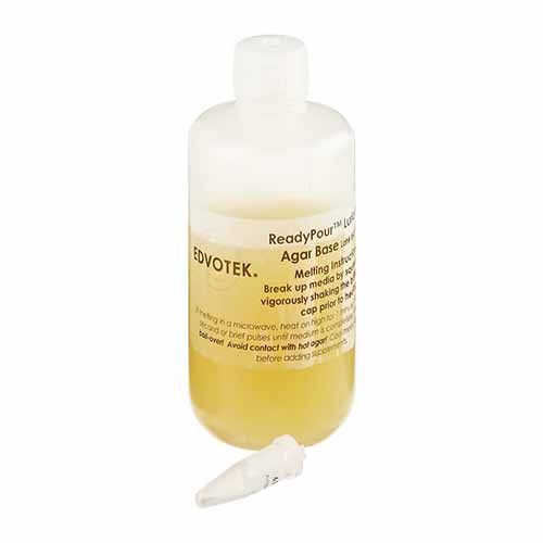 Milieu Luria Broth (LB), avec ampicilline
