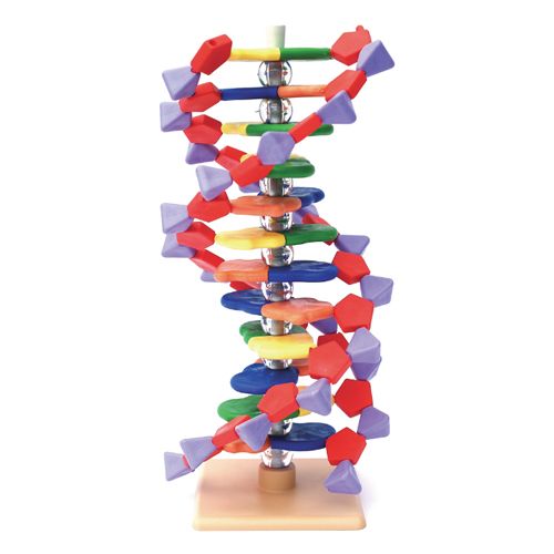 Modèle ADN ED1511