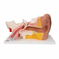 Modèle anatomique d'oreille externe, moyenne et interne
