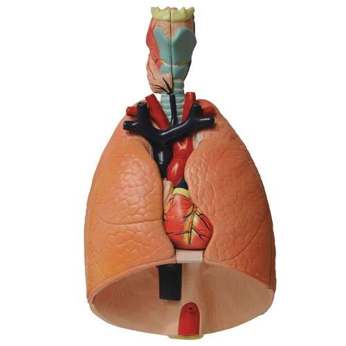Modèle anatomique NAHITA®, Modèle système respiratoire divisable en 2