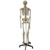 Modèle anatomique, squelette humain, NAHITA®