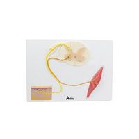 Modèle anatomique, système nerveux : Moelle épinière, muscle et peau