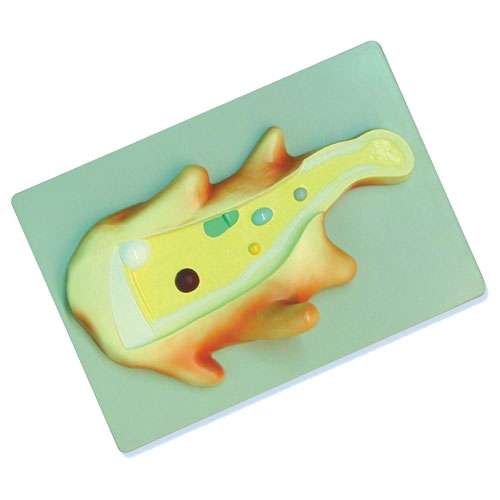Modèle d'Amoeba proteus, NAHITA®