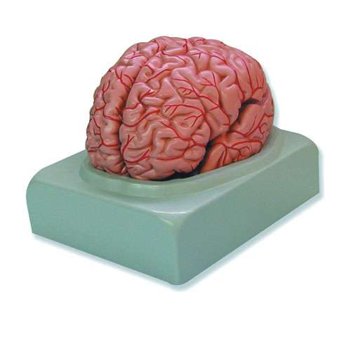 Modèle de cerveau, NAHITA®