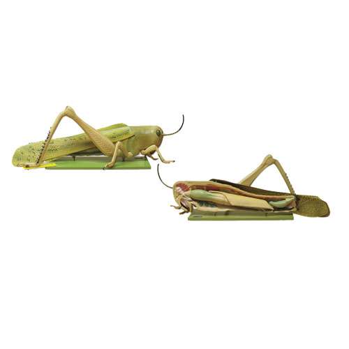 Modèle de dissection de sauterelle, NAHITA®