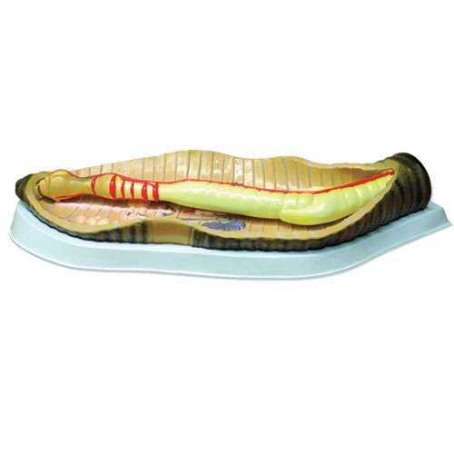 Modèle de dissection de ver de terre, NAHITA®