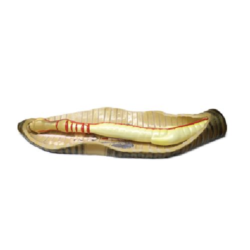 Modèle de dissection de ver de terre, NAHITA®