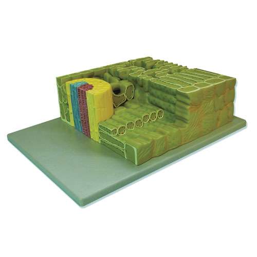 Modèle de Feuille, NAHITA®