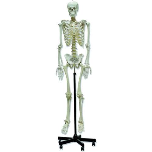 Modèle de squelette à taille humaine, NAHITA®