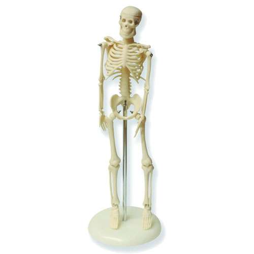 modèle mini-squelette de 45 cm, NAHITA®