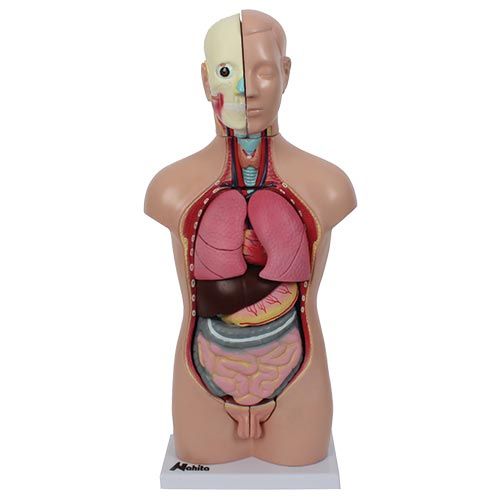 Modèle mini-torse avec tête, NAHITA®
