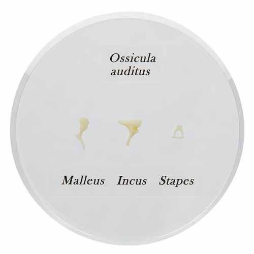 Osselets de l’ouïe humaine, Malleau, Incus, Stapes