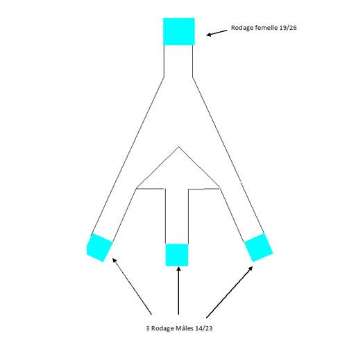 Pie de vache pour distillation