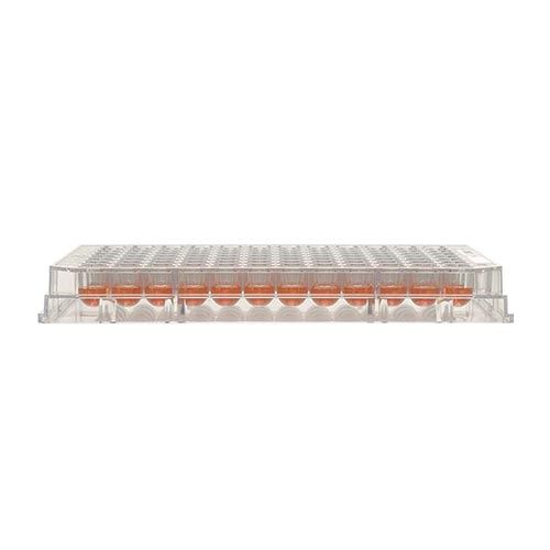Plaques Nunc™ MicroWell™ avec surface Nunclon™ Delta, Thermo Scientific™