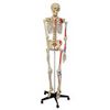 squelette humain avec muscles 48000093